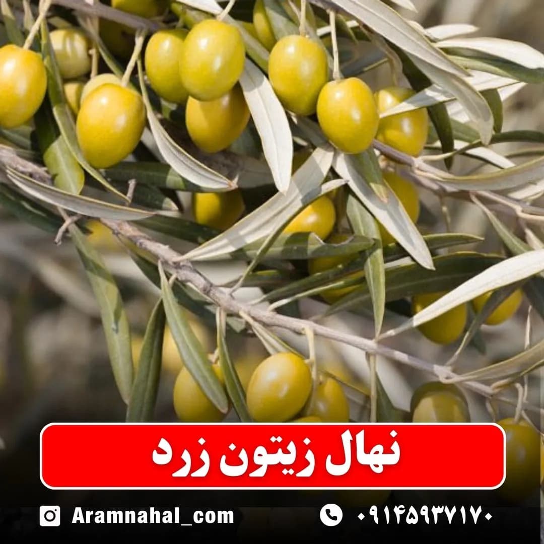 نهال زیتون زرد