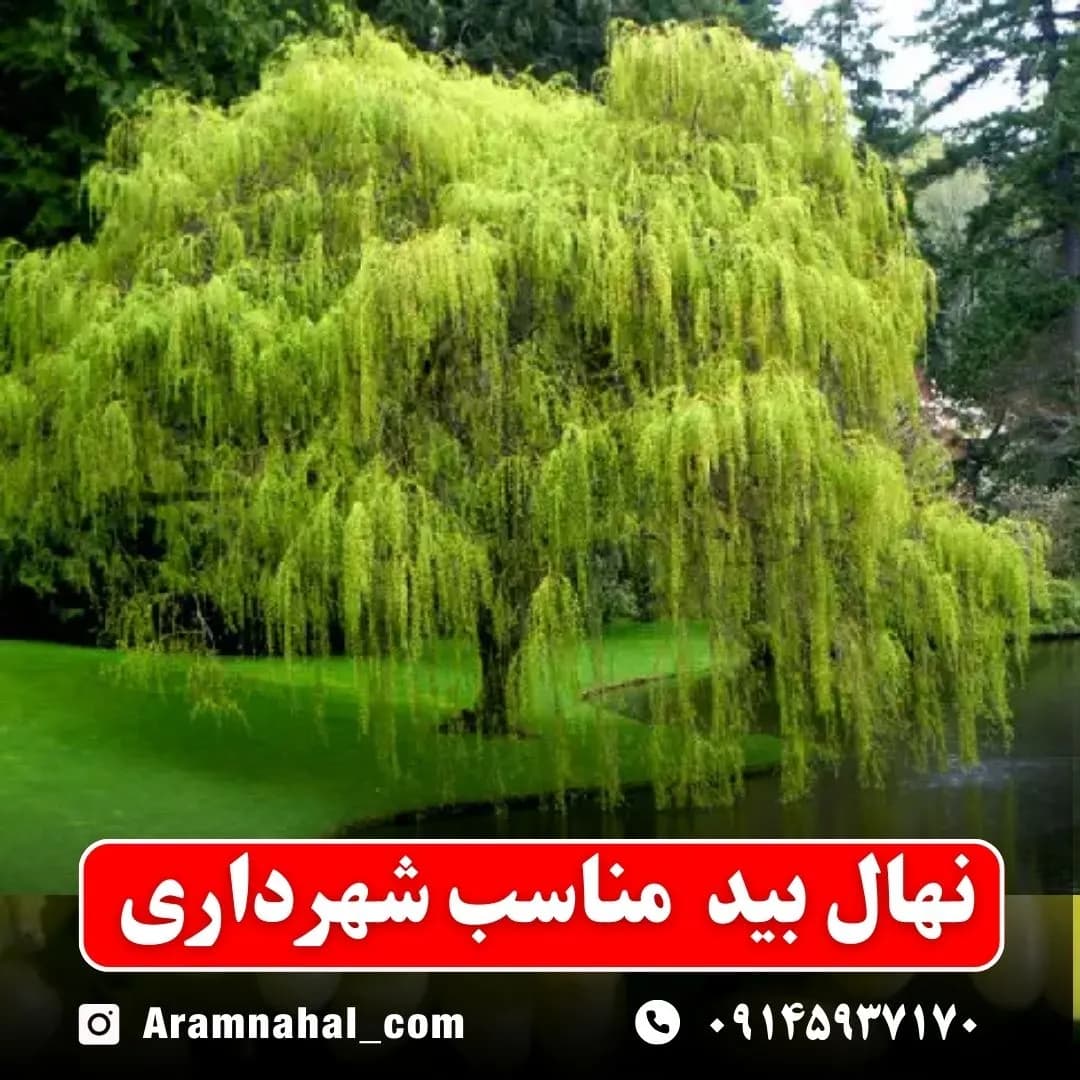 نهال بید مناسب شهرداری — تصویر ۲