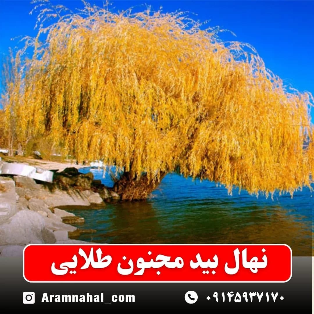 نهال بید مجنون طلایی