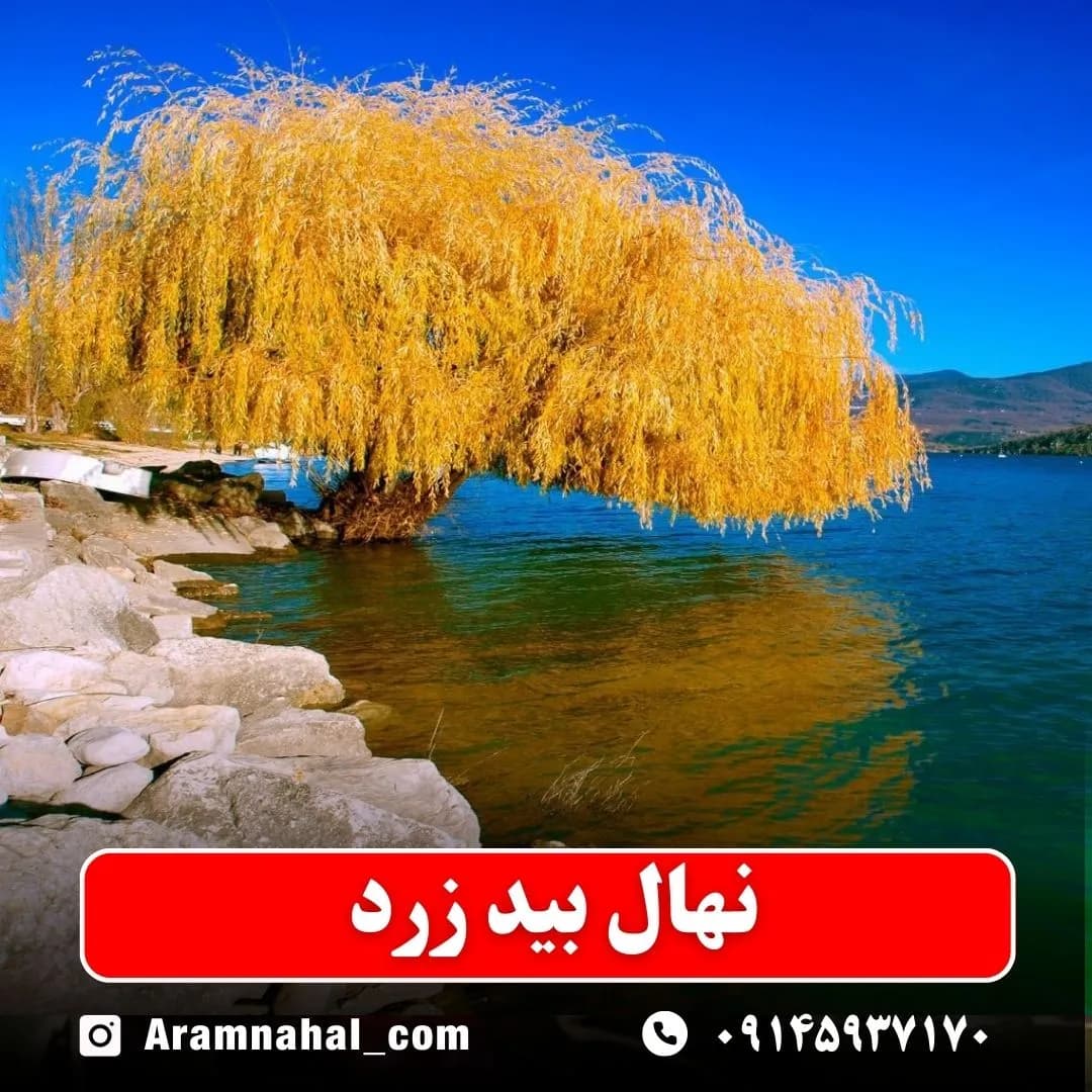 نهال بید زرد