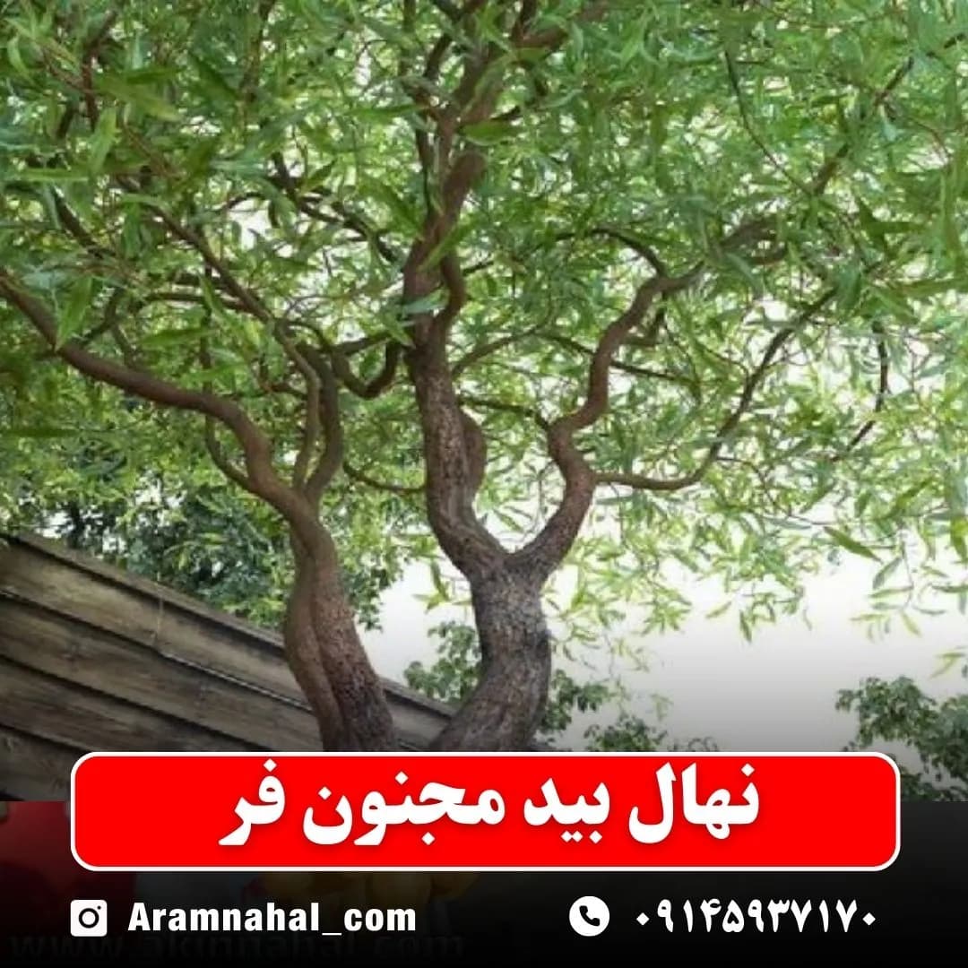 نهال بید مجنون فر