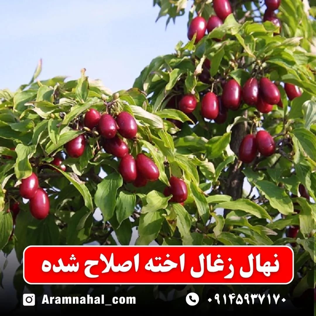نهال زغال اخته اصلاح شده — تصویر ۲