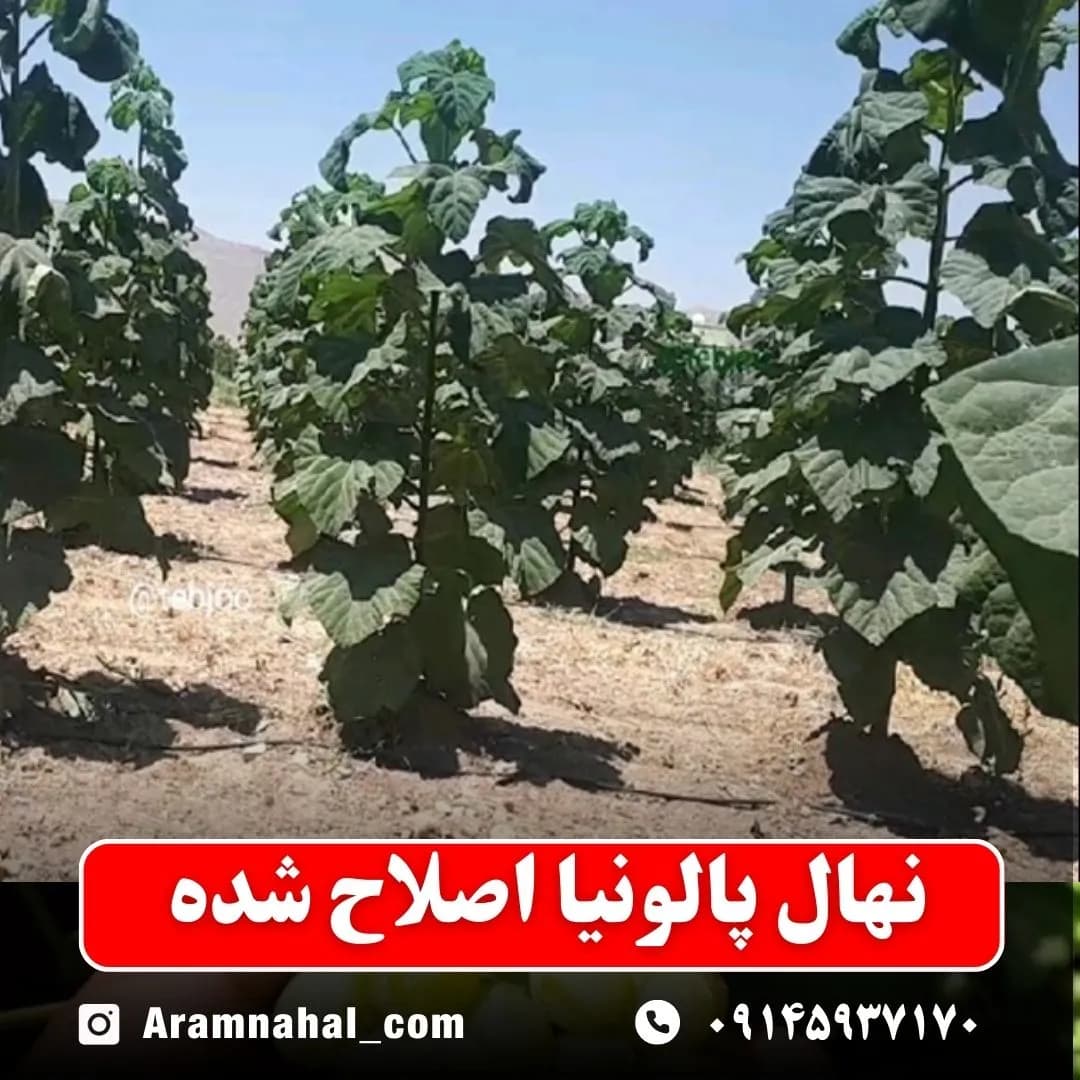 نهال پالونیا اصلاح شده — تصویر ۲