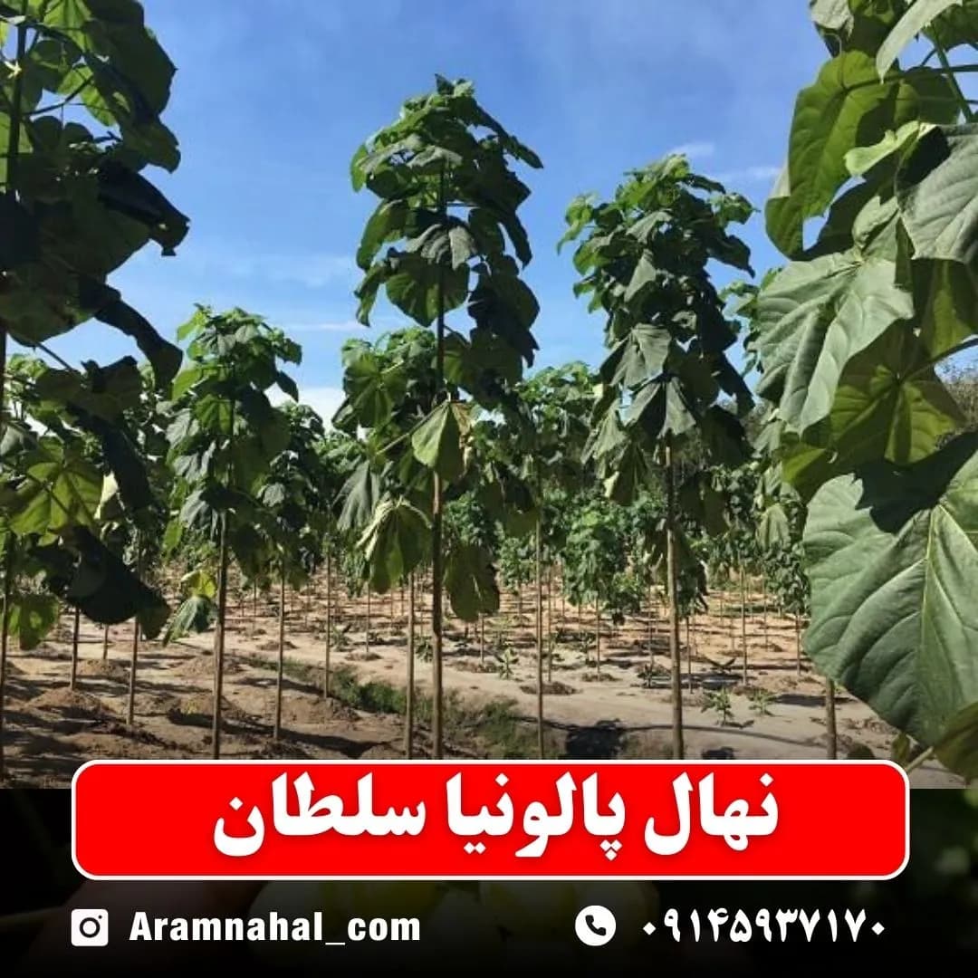 نهال پالونیا سلطان