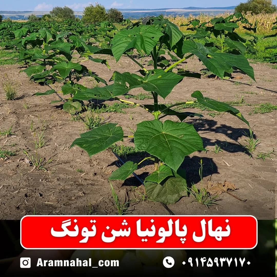 نهال پالونیا شن تونگ