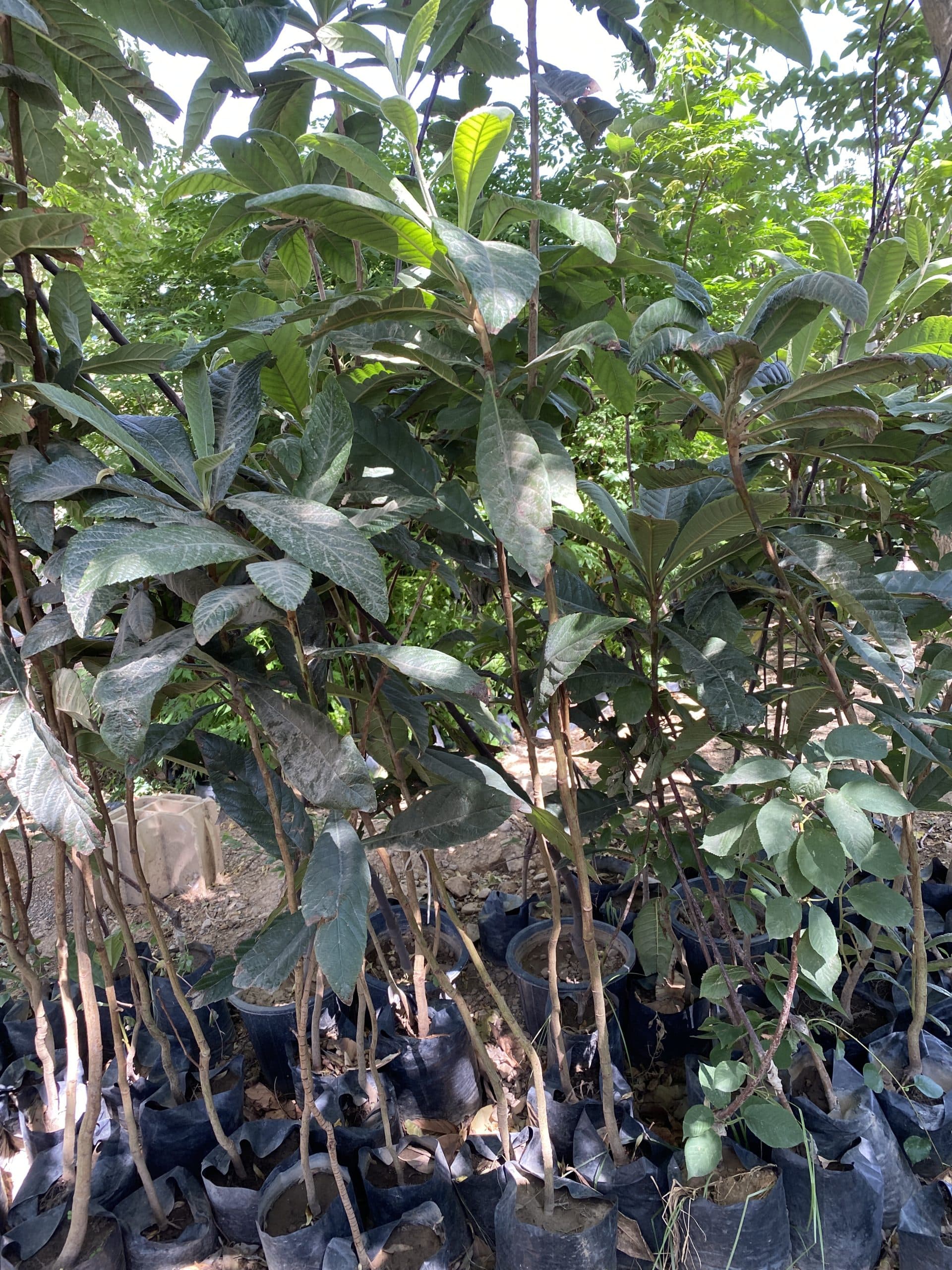 نهال ازگیل ژاپنی — تصویر ۳