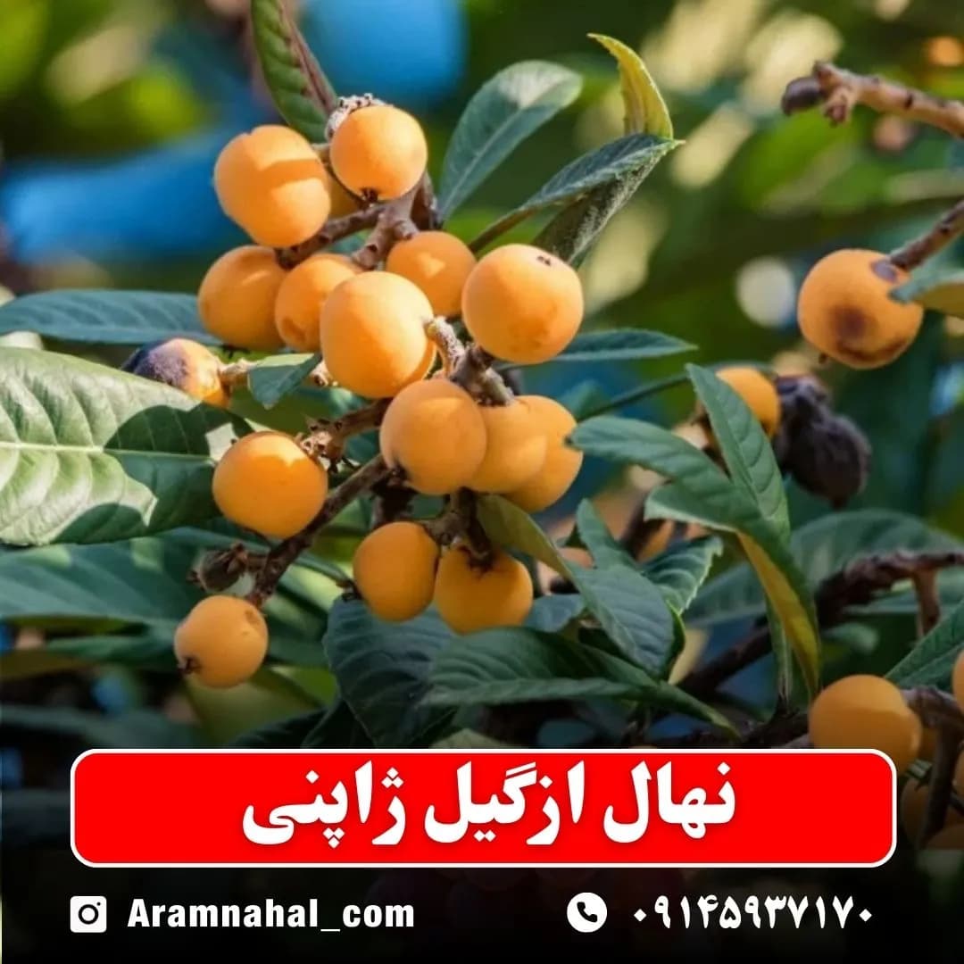 نهال ازگیل ژاپنی