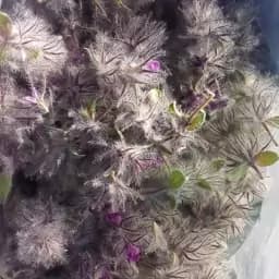چای کوهی امسالی تازه — تصویر ۲
