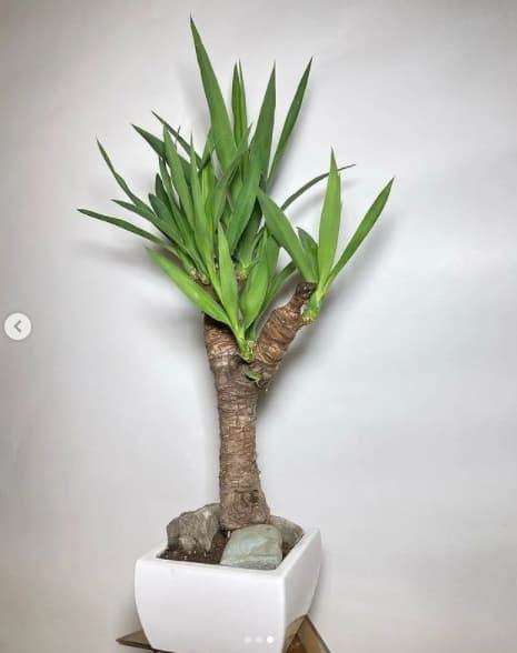 بونسای یوکا ( بونسای ماندگار با قیمت ارزان ) — تصویر ۳