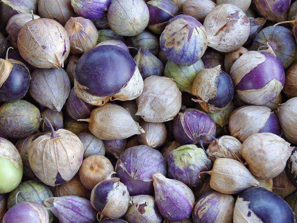 بذر فیسالیس بنفش ( اورجینال خارجی ) — تصویر ۳