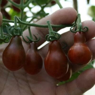 بذر گوجه گلابی شکلاتی ( اورجینال خارجی ) — تصویر ۲