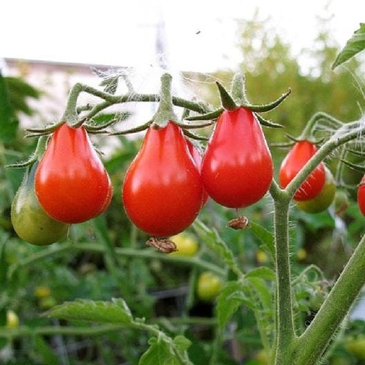بذر گوجه گلابی قرمز ( اورجینال خارجی) — تصویر ۴
