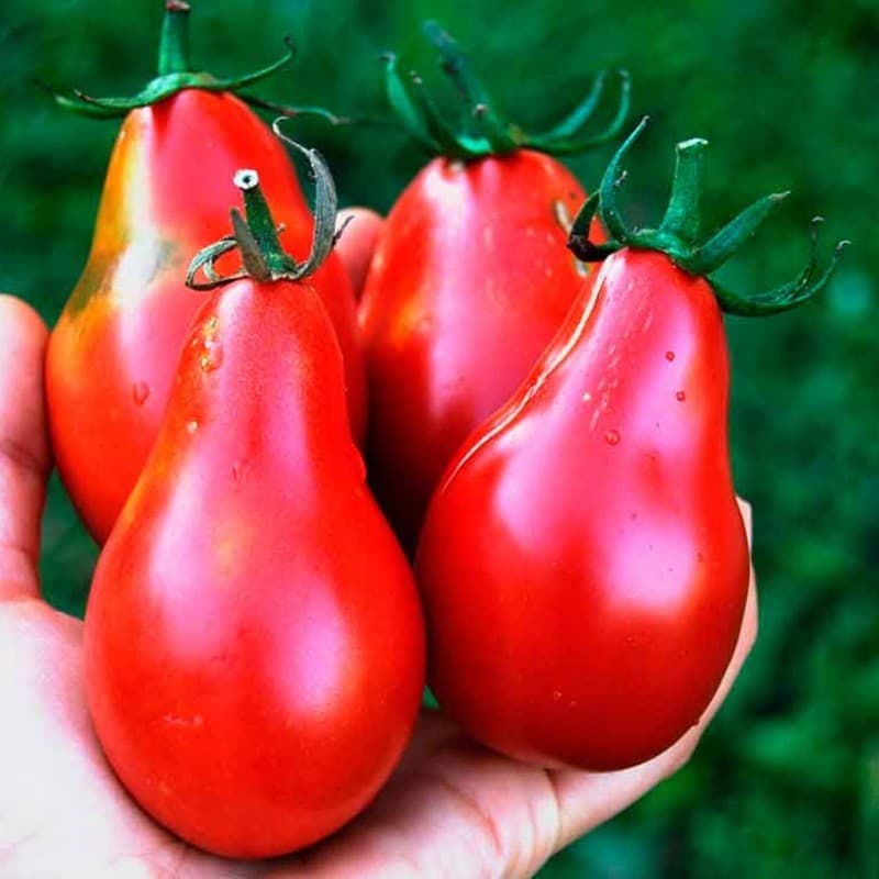 بذر گوجه گلابی قرمز ( اورجینال خارجی)