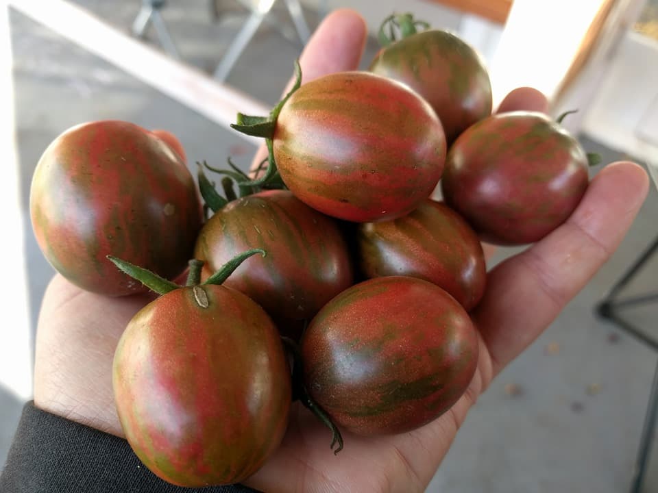 بذر گوجه ویولت جاسپر ( اورگانیک ) — تصویر ۲