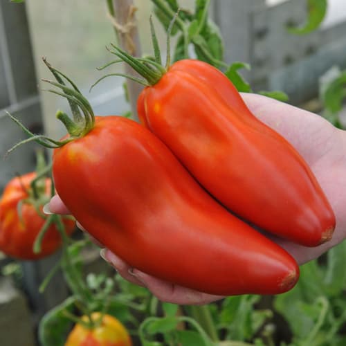 بذر گوجه نیوجرسی ( اورگانیک خارجی )