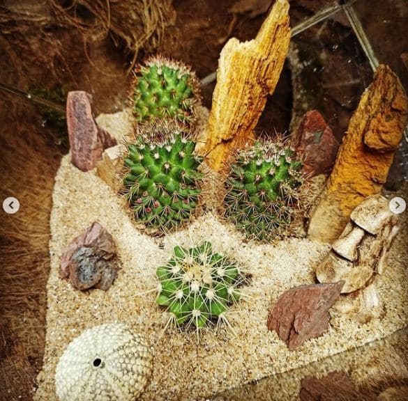 تراریوم چهار ضلعی ( سوپر لوکس ) — تصویر ۶