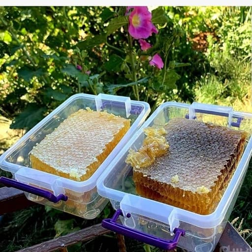 عسل ریحان موم یک کیلویی (عسل فروشی آری کندی)