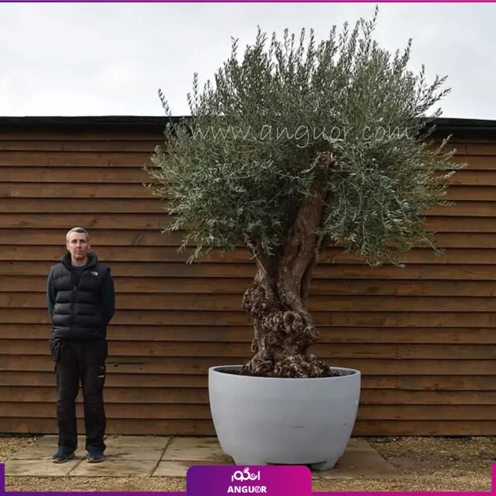 درخت زیتون 3 متری (50 ساله)