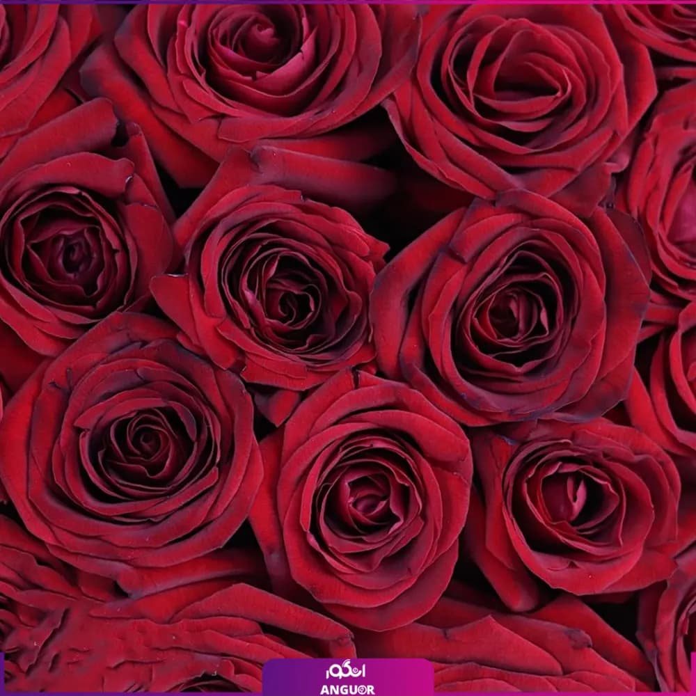 باکس گل رز قرمز 101 شاخه — تصویر ۲