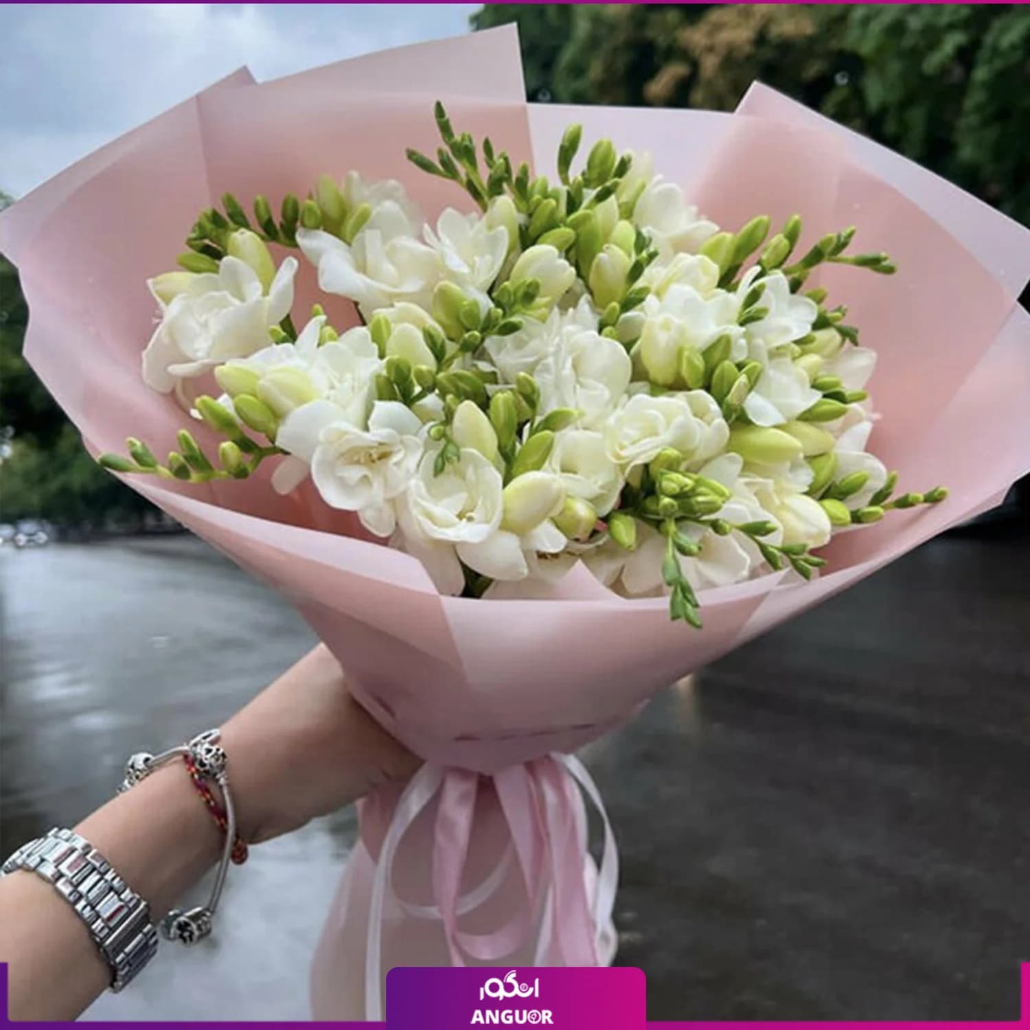 دسته گل فرزیا سفید 24 شاخه