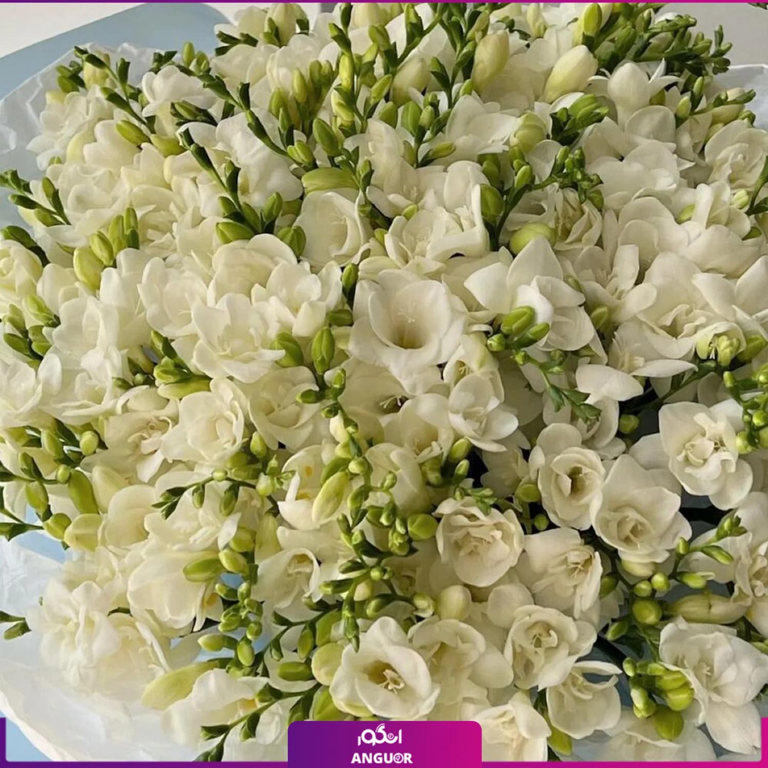 دسته گل فرزیا سفید 58 شاخه — تصویر ۲