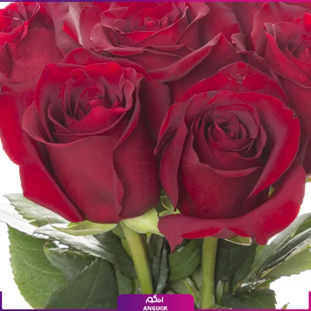 دسته گل رز قرمز 7 شاخه — تصویر ۲