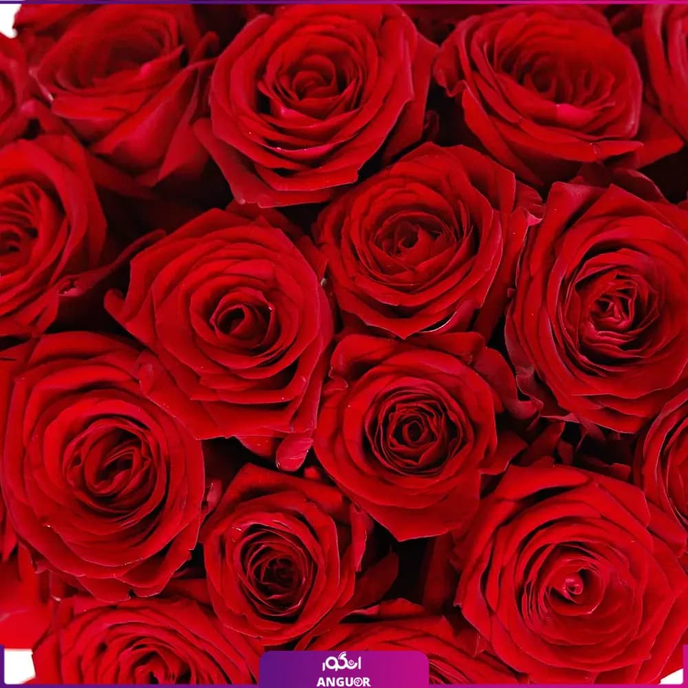 باکس گل رز 25 شاخه — تصویر ۲