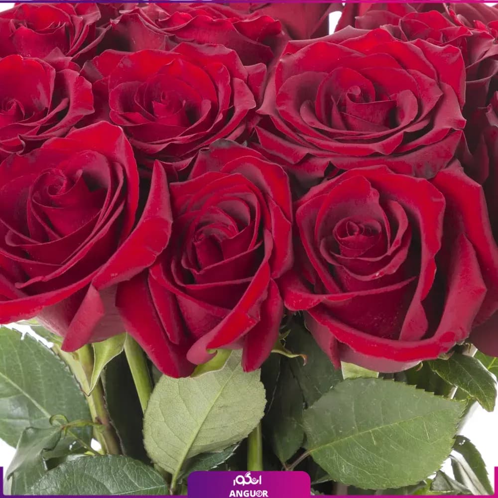 دسته گل رز قرمز 15 شاخه — تصویر ۳
