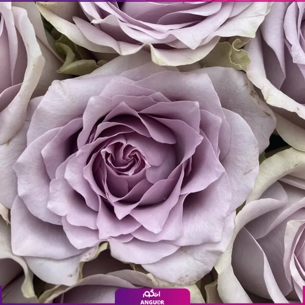 باکس گل رز بنفش 53 شاخه ای — تصویر ۳