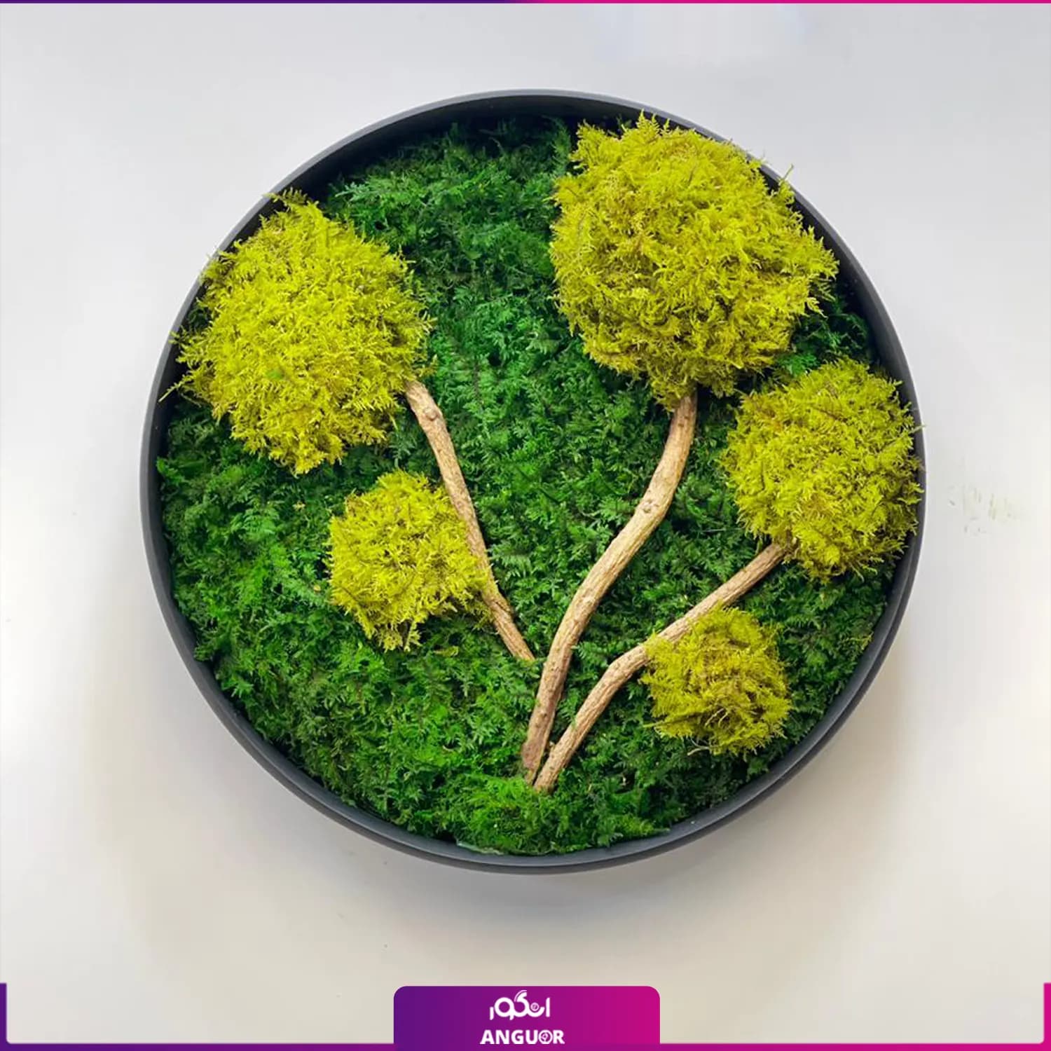 ماس وال گرد درختچه