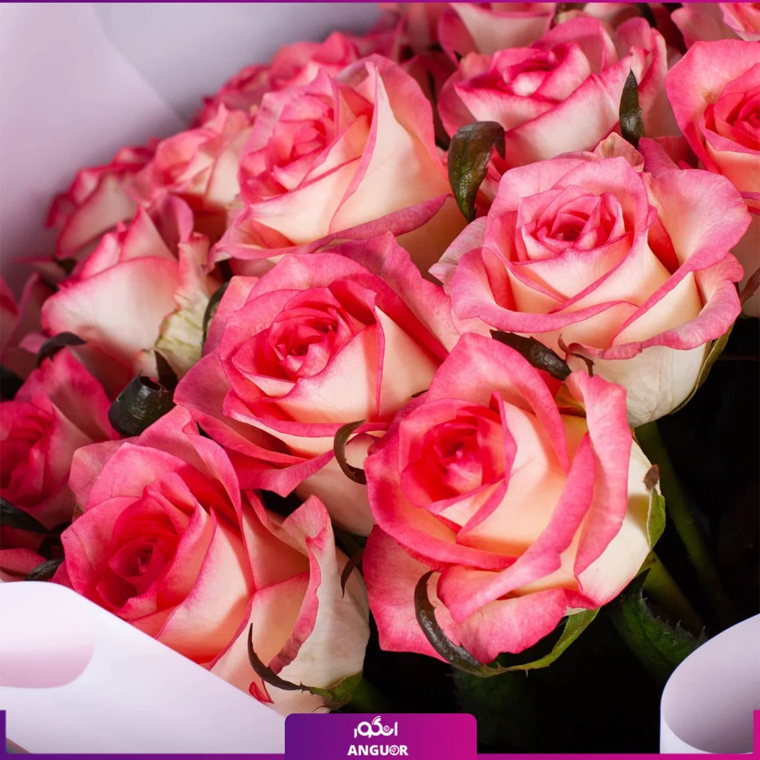 دسته گل رز آرنیکا — تصویر ۵