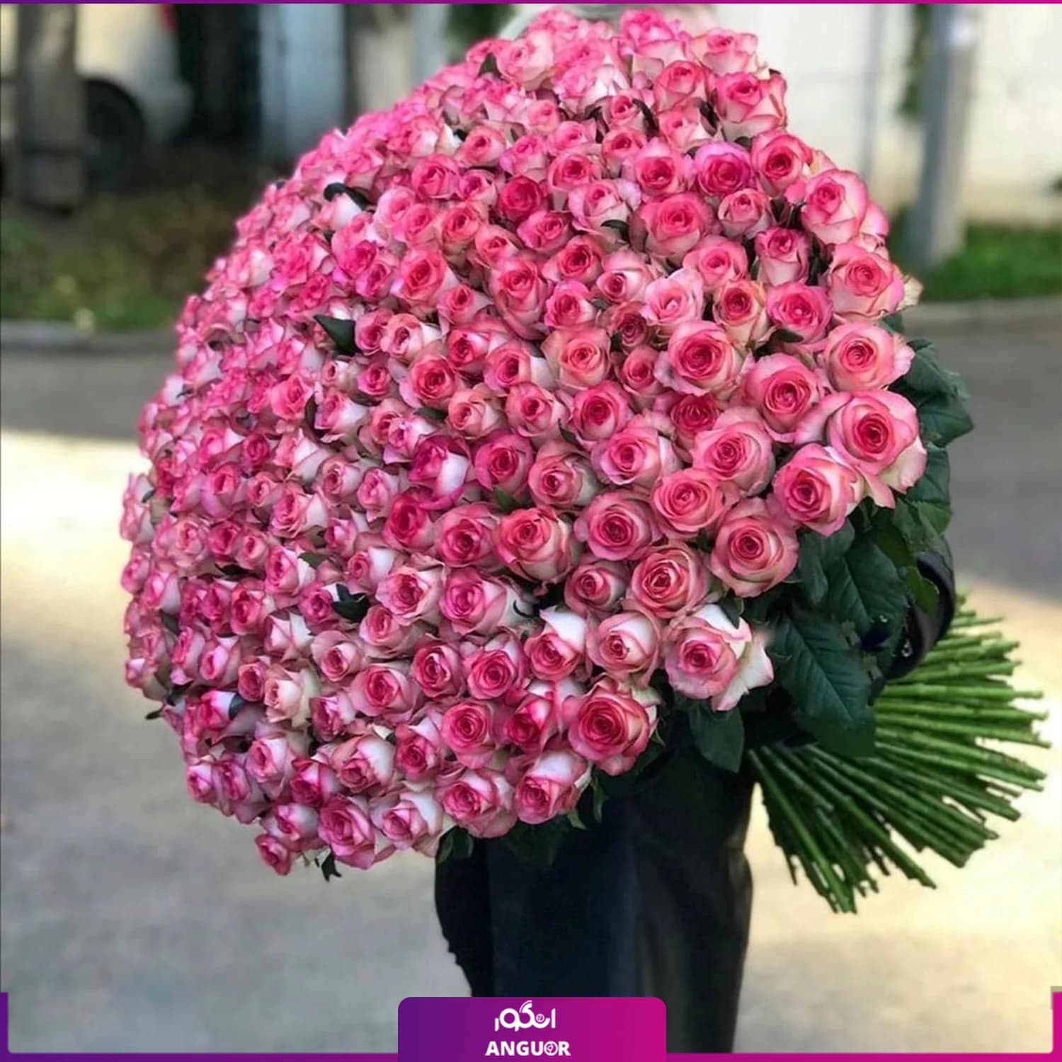 دسته گل بزرگ رز لب‌صورتی – ۳۰۱ شاخه — تصویر ۳