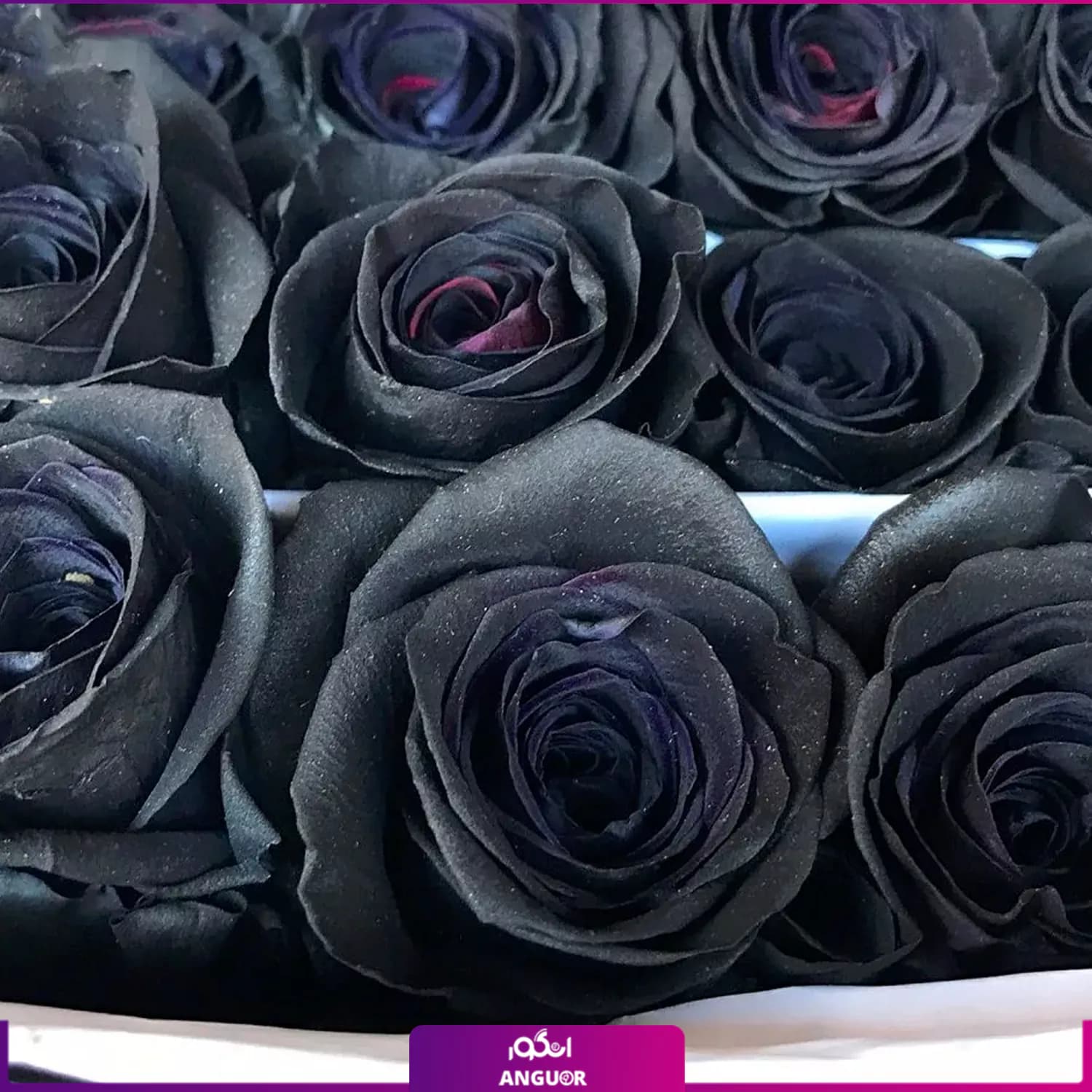 دسته گل رز مشکی 51 شاخه — تصویر ۲