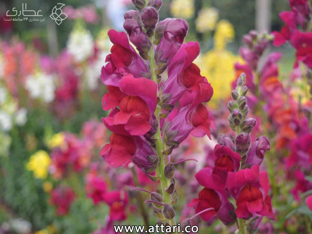 بذر گل میمون — تصویر ۳