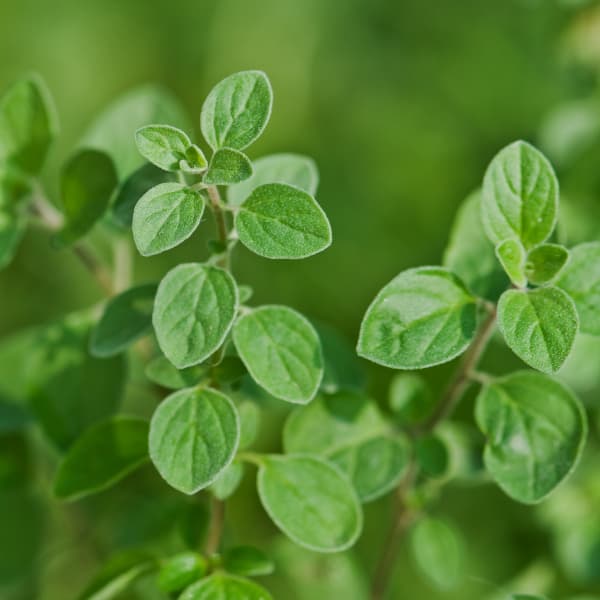 استویا — تصویر ۱۲