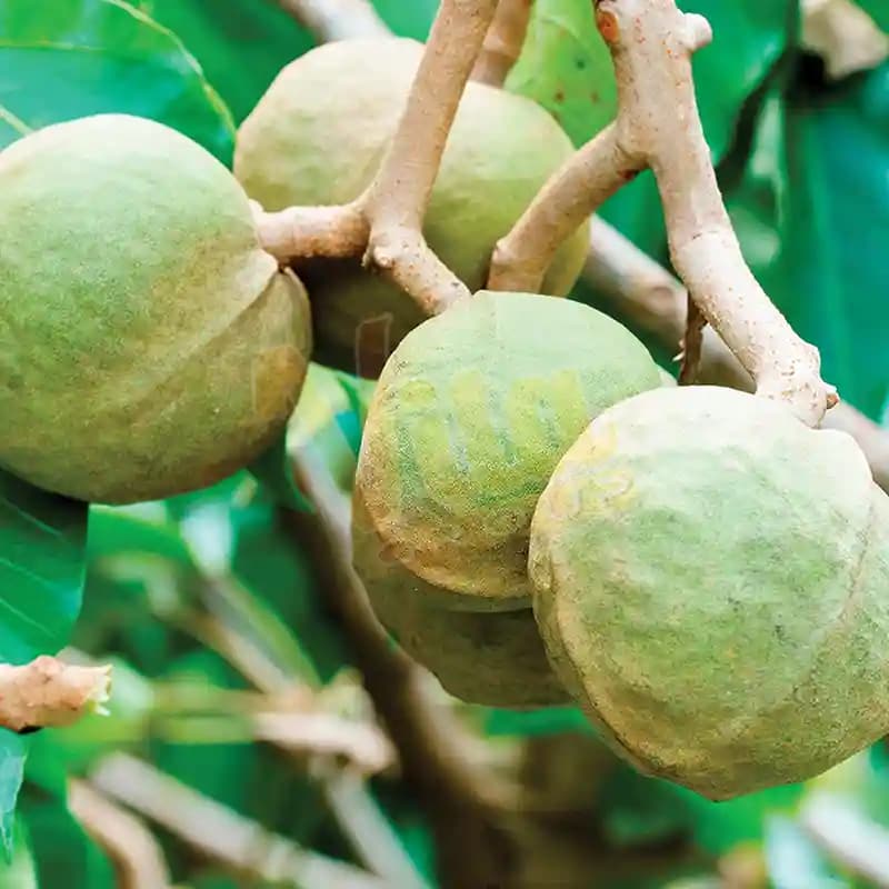 نرم کننده روغن کوکوی او جی ایکس حجم 385 میل — تصویر ۵