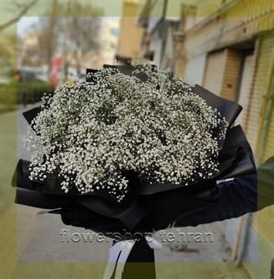 عکس انواع گل رز هلندی؛ انتخابی مطمئن برای هر سن و سلیقه