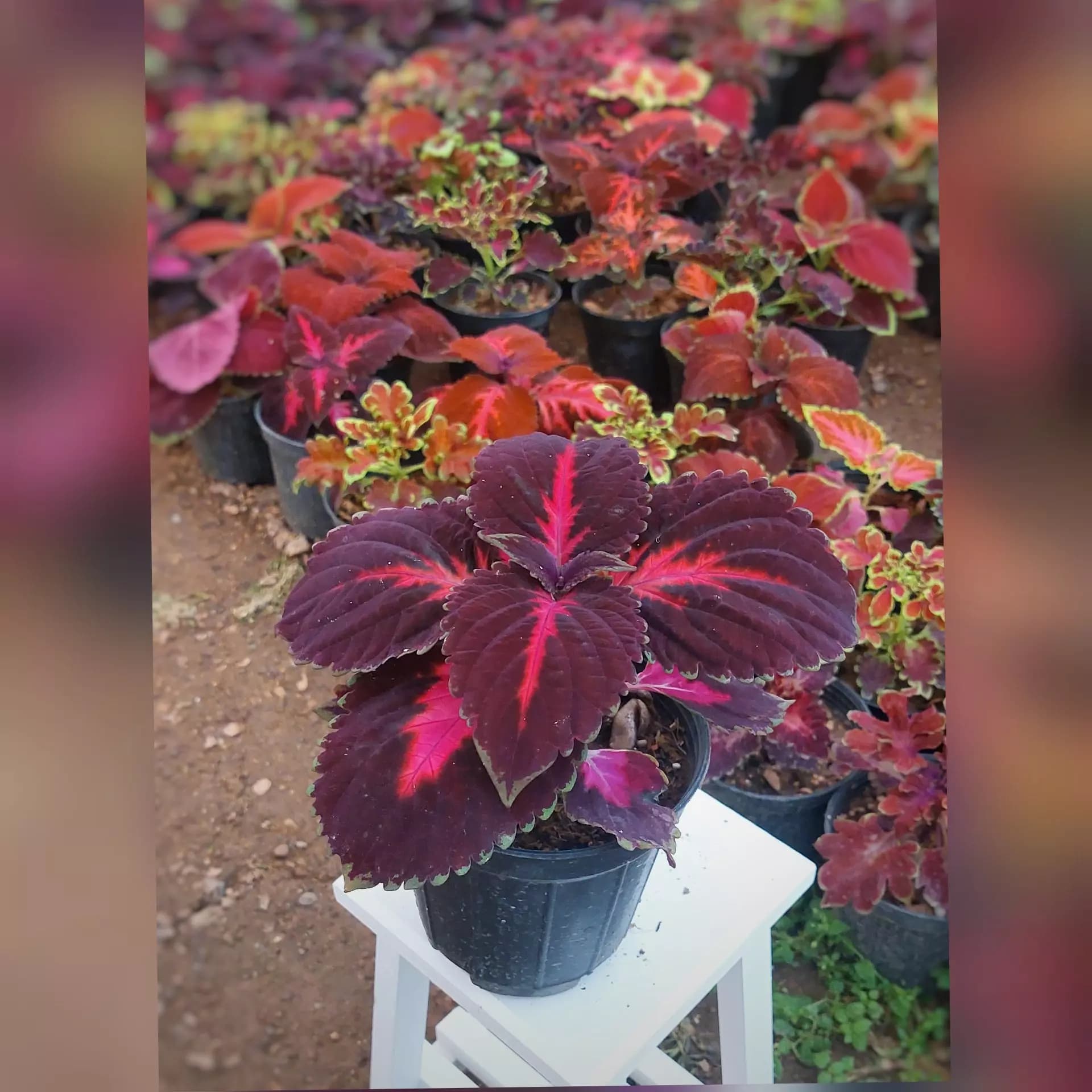 حسن یوسف برگ پهن ارغوانی گیاه آپارتمانی زیبا — تصویر ۲