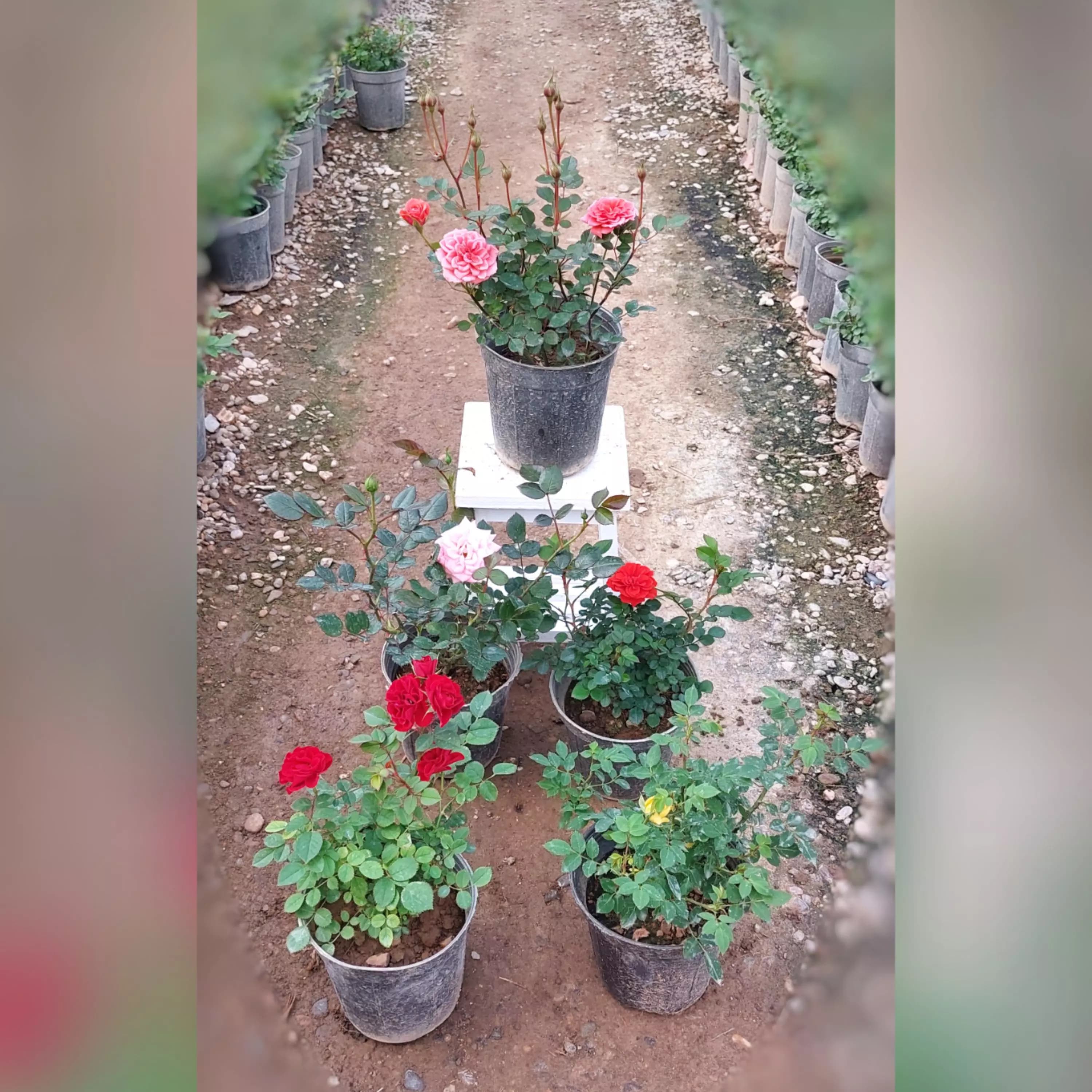 پک 5 عددی رز ساناز هلندی در رنگ های مختلف — تصویر ۲