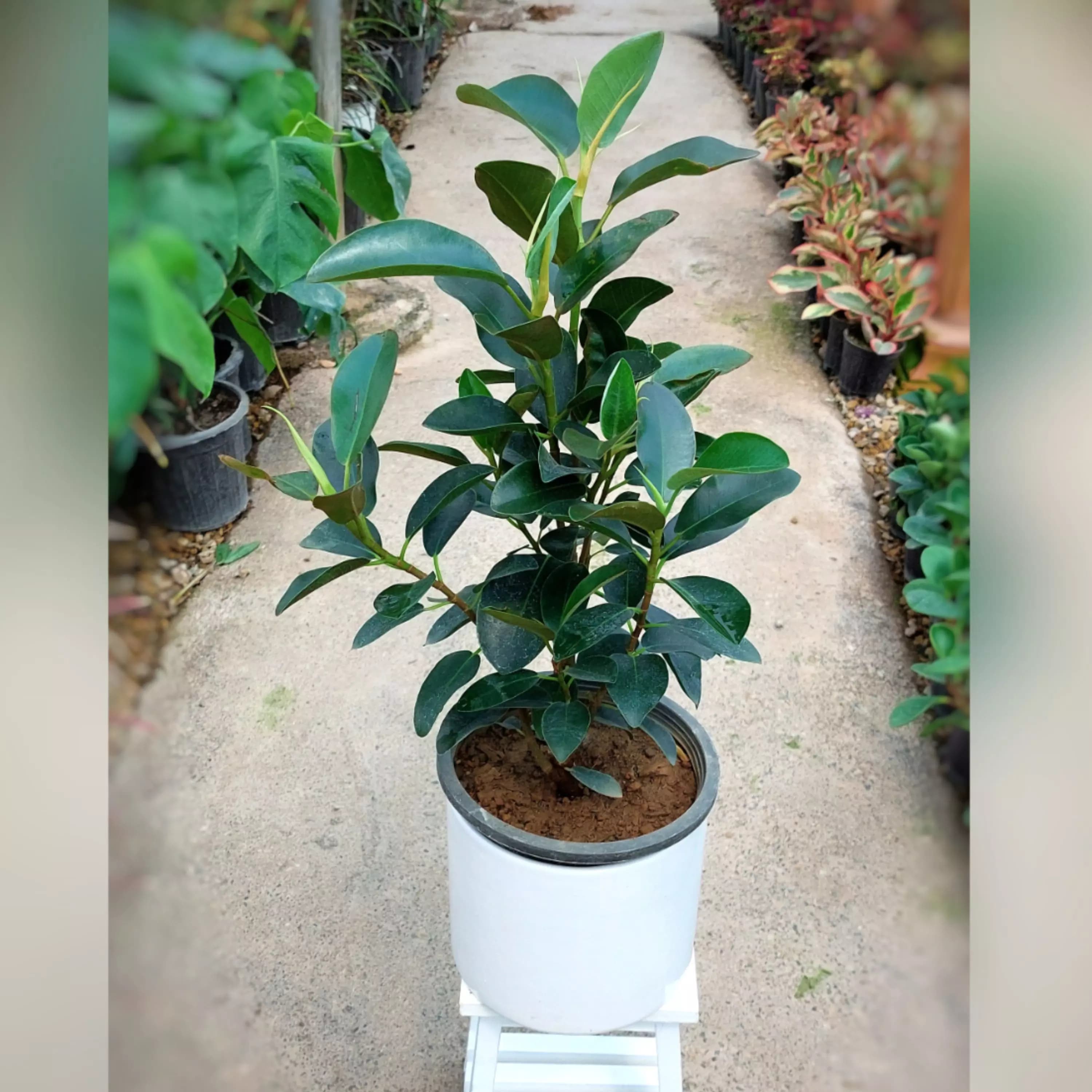 گیاه فیکوس سبز جنگلی — تصویر ۲