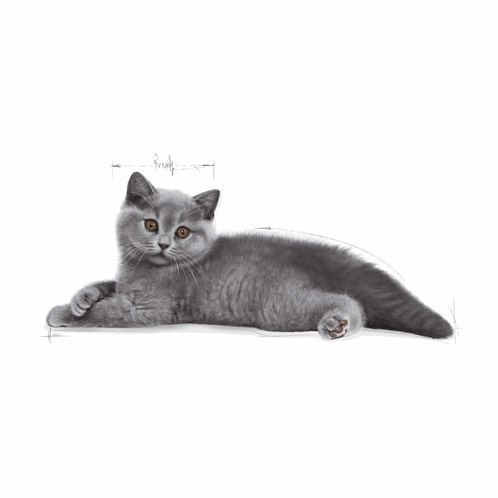 غذای خشک بچه گربه رویال کنین مدل British shorthair مناسب بریتانیایی مو کوتاه — تصویر ۳