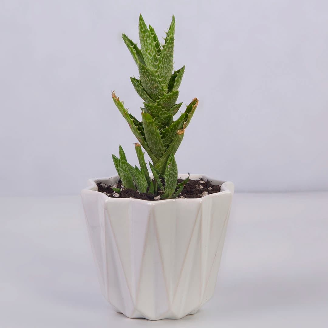 گیاه آپارتمانی ساکولنت 20AB2A