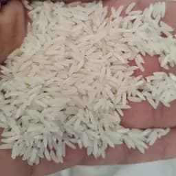 برنج طارم محلی فریدونکنار(طارم سنگی) مستقیم از تولید کننده 10 کیلویی دو بوجاره ارسال بصورت پسکرایه — تصویر ۳