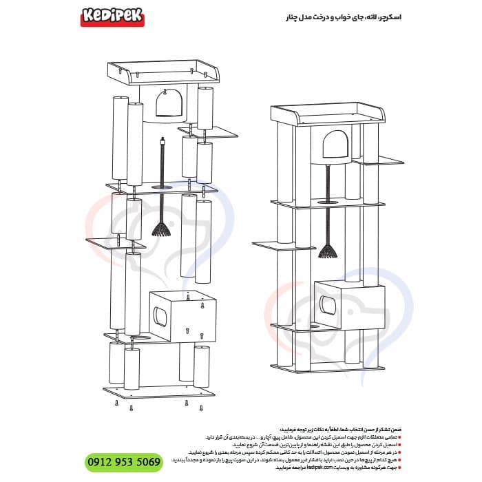 درخت گربه چنار کدیپک + تحویل فوری – آماده ارسال — تصویر ۲