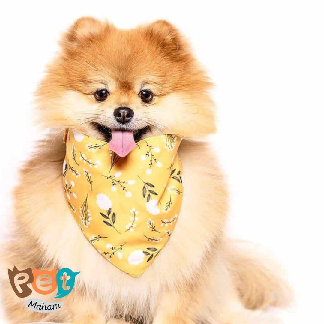 دستمال گردن سگ و گربه و جوندگان دو رو رنگ زرد طرح Im so cute1610 — تصویر ۹
