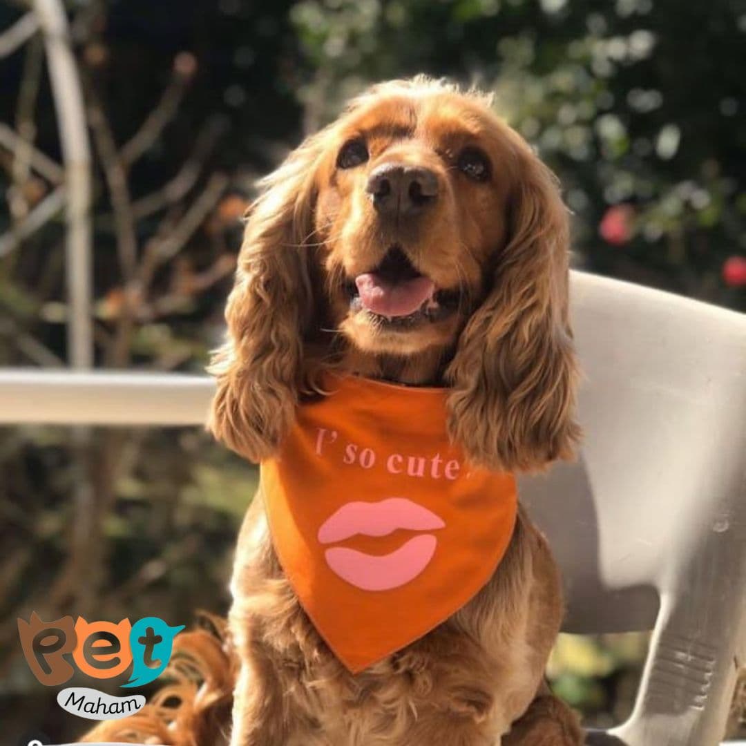 دستمال گردن سگ و گربه و جوندگان دو رو رنگ زرد طرح Im so cute1610 — تصویر ۸