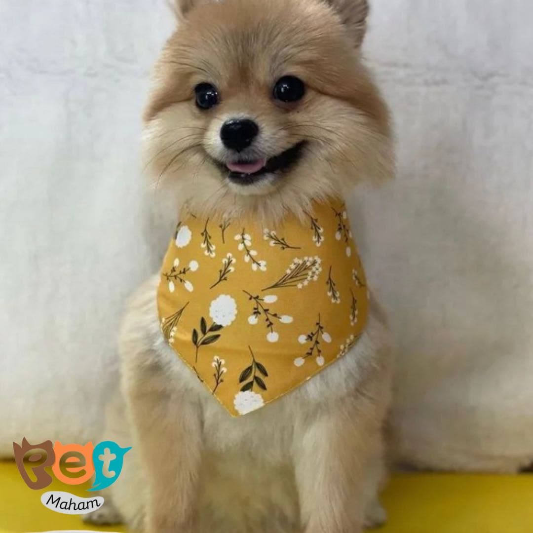 دستمال گردن سگ و گربه و جوندگان دو رو رنگ زرد طرح Im so cute1610 — تصویر ۵