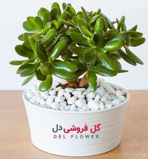 گل یشم 979 — تصویر ۵