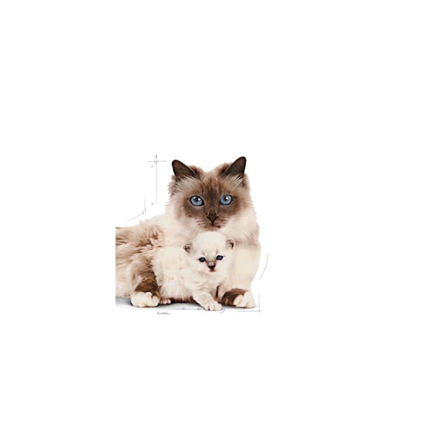 غذای خشک بچه گربه رویال کنین مادراندبیبی ROYAL CANIN MOTHER AND BABYCAT 400G — تصویر ۷