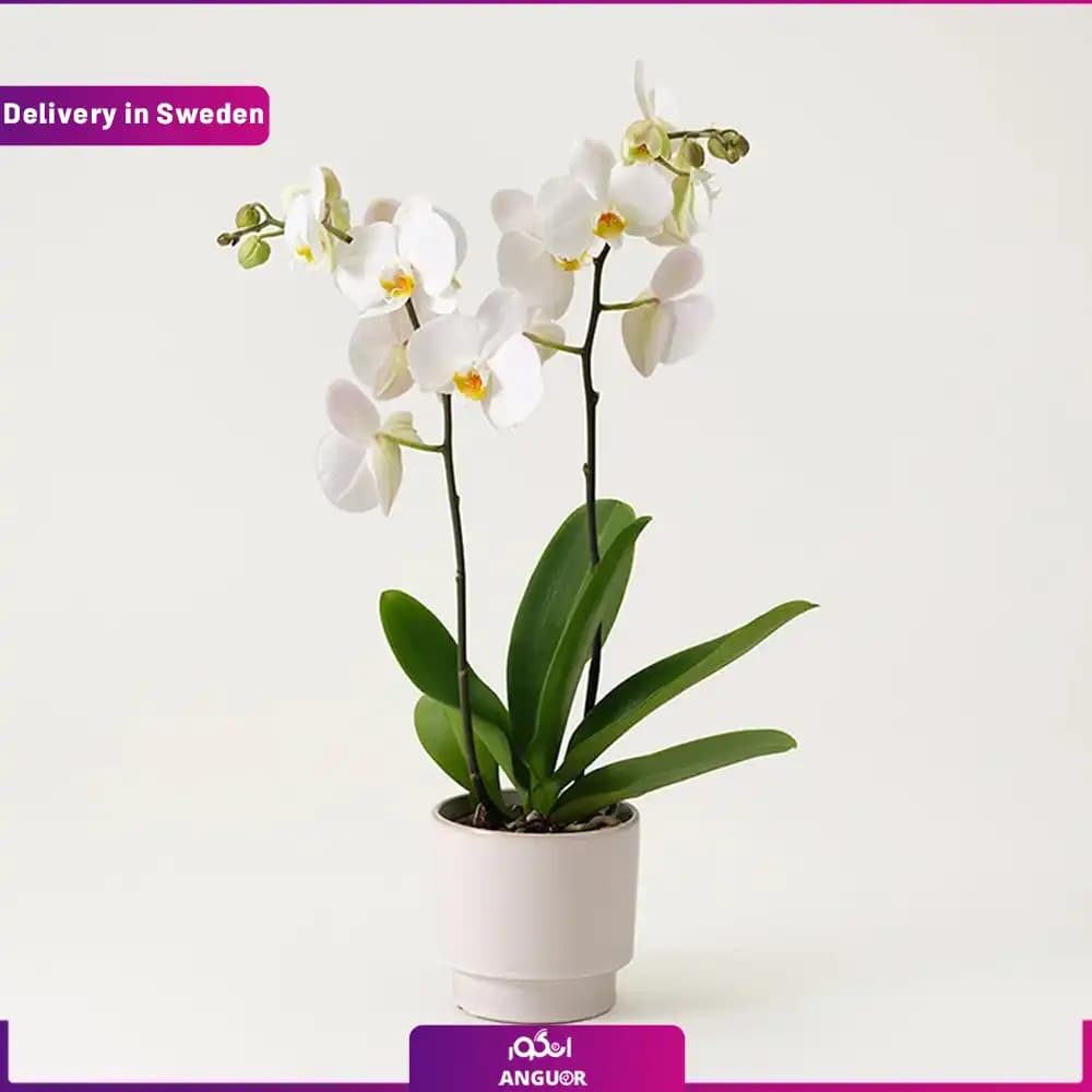گلدان ارکیده سفید (ارسال هدیه به سوئد )